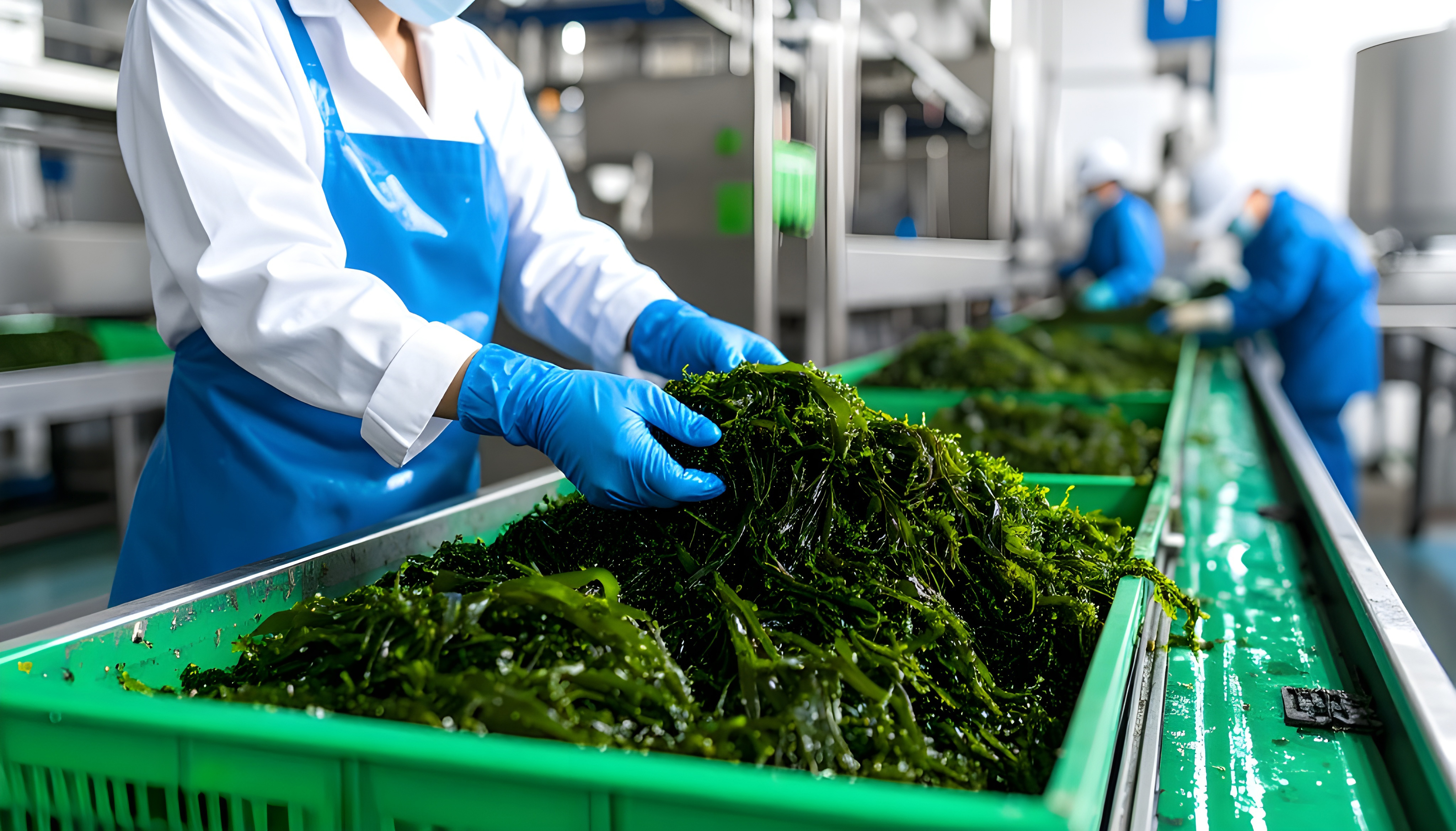 Seaweed Innovation Towards New Markets